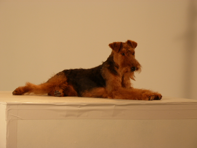 Holly-alexia Du hameau du laxon