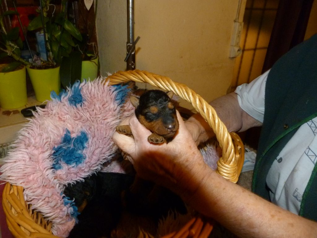 Du hameau du laxon - bébés nés le 21.11.2021 - photo