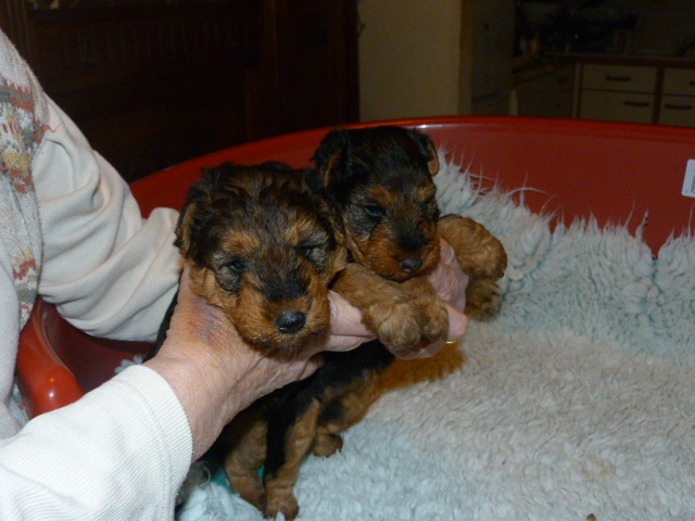 bébés