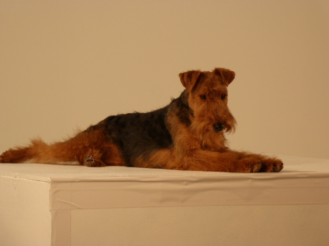 photos de holly du hameau du laxon pour le film sur le welsh